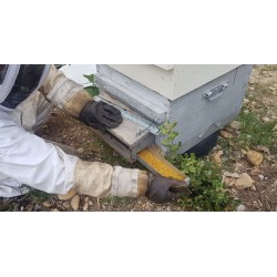 Récolte de notre pollen de fleurs de Provence
