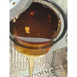 extraction du miel de printemps