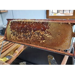 cadre de miel de printemps lors de l'extraction