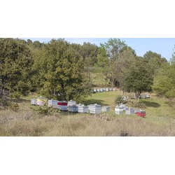 Rucher miel de Provence