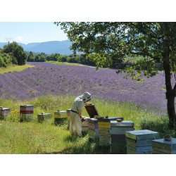 L'apiculteur travaillant sur un de nos ruchers de production de miel de Lavande de Haute Provence