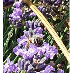 Une abeille en train de prélever le nectar d'une fleur de Lavande de Haute Provence