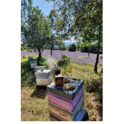Ruches et enfumoir sur rucher de Production de miel de Lavande de Provence