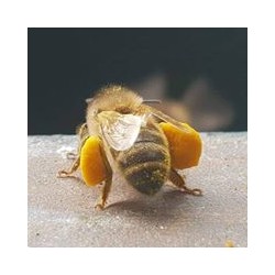 Abeille avec des pelotes de pollen sur nos ruchers