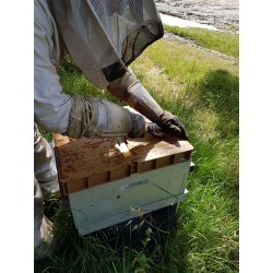 Grattage de la propolis brute sur une ruche